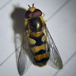 Eupeodes latifasciatus